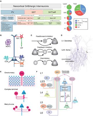 Cortical control of chandelier cells in neural codes